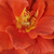 Oranžna - Vrtnice Floribunda - Diamant®
